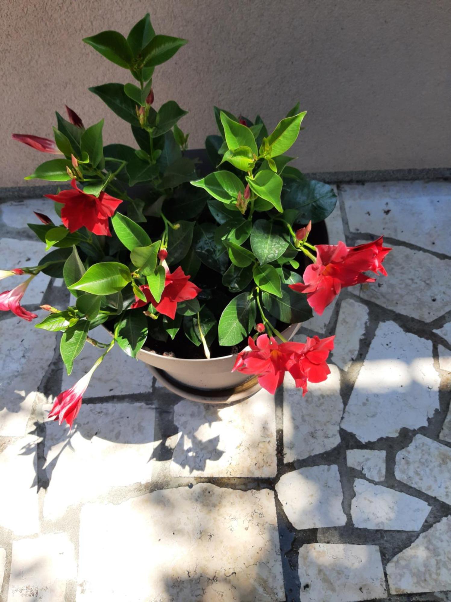 Stefania Apartma